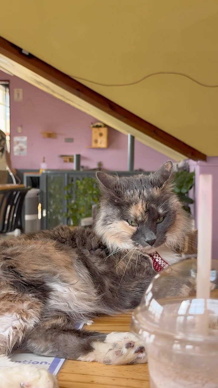Tortoiseshell cat lounging on a wooden table next to an iced drink.