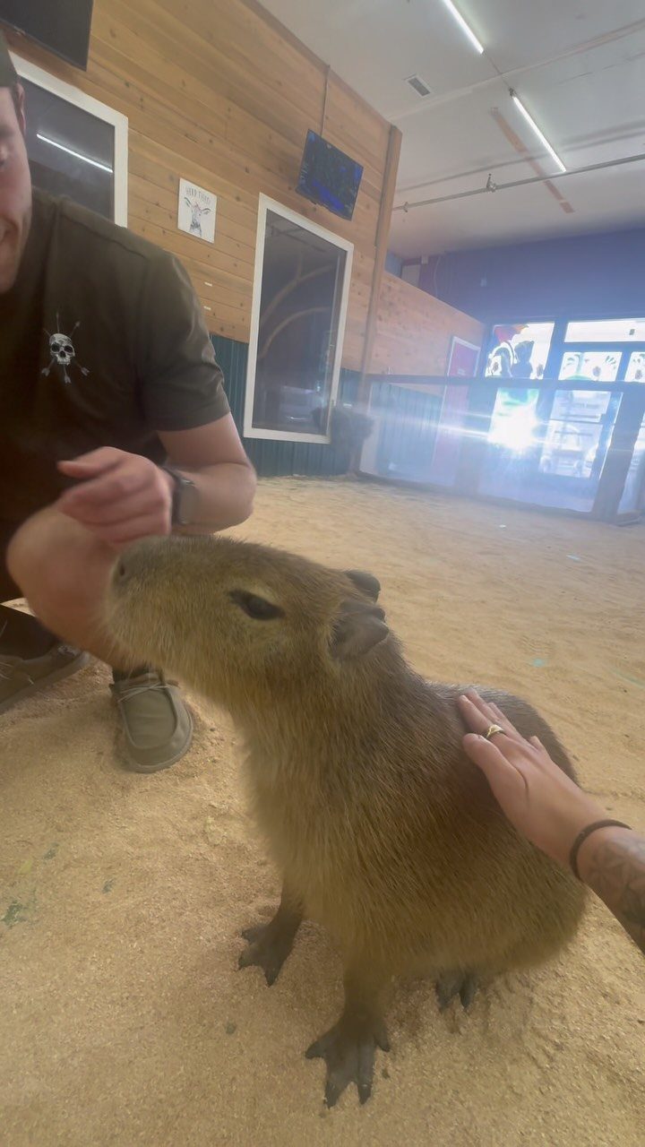 Brown capybara being petted by a person in an indoor animal enclosure