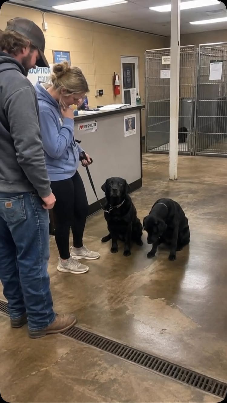 Couple interacting with two black Labrador dogs inside an animal shelter kennel area.