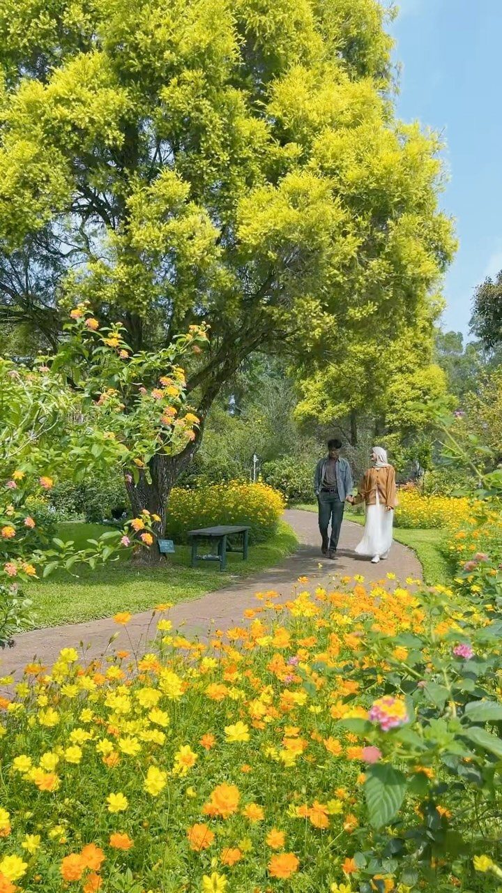Couple walking hand-in-hand through a botanical garden with yellow flowers and large trees.