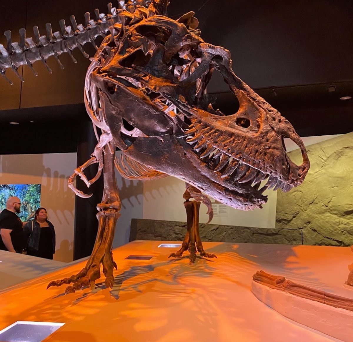 Dinosaur skeleton exhibit in a museum with visitors standing nearby in the background.