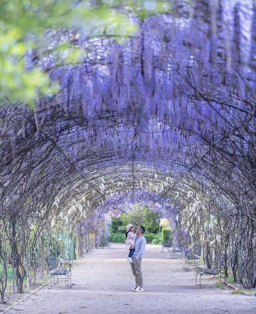 Couple standing under a tunnel of hanging purple wisteria flowers in a garden