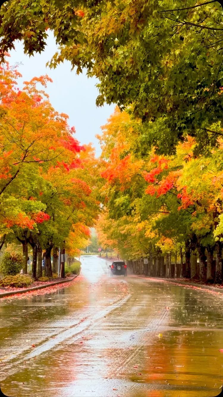 Wet road lined with colorful autumn trees and a car driving away.