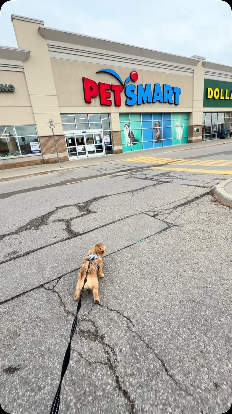 Small brown dog on a leash facing a PetSmart store entrance.