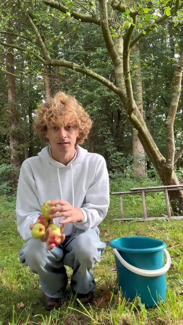 Young man crouching in an orchard holding harvested apples next to a blue bucket.