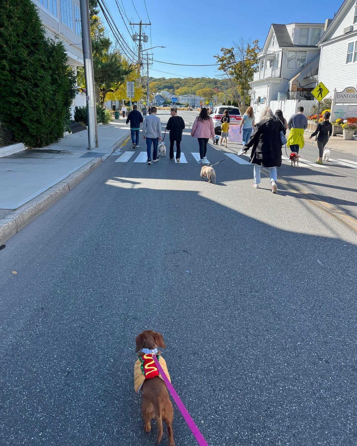 Brown dog in a hot dog costume sitting on a street with people walking.