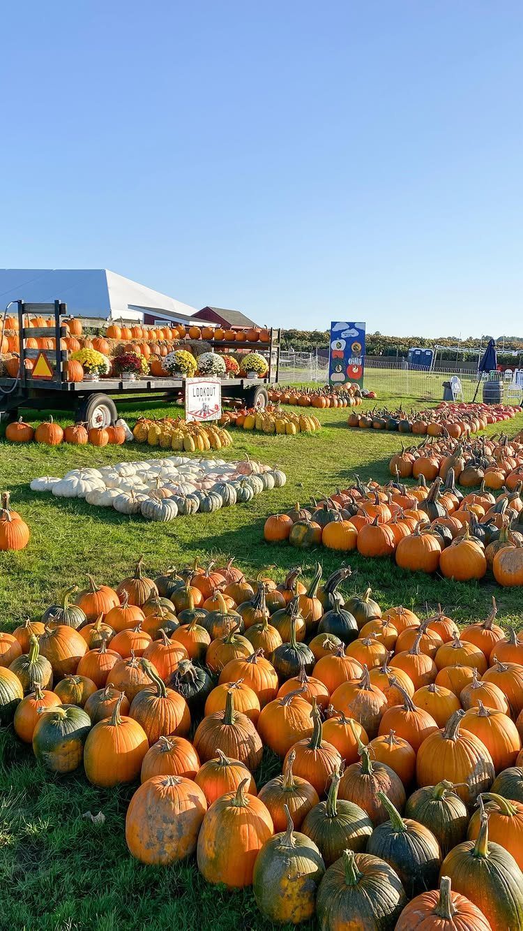 Pumpkin patch with orange and white pumpkins spread across a grassy field.