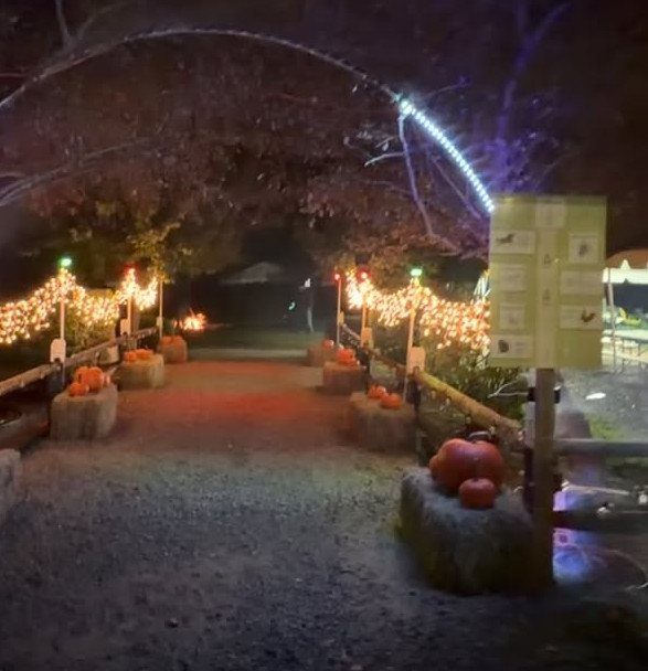 Nighttime outdoor path decorated with pumpkins and warm string lights under a tree arch.