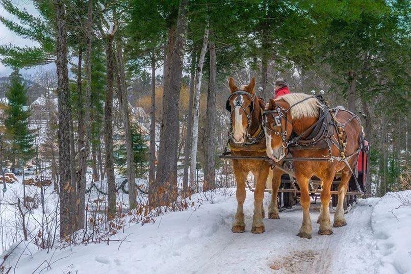Two brown draft horses pulling a sleigh along a snowy forest path.