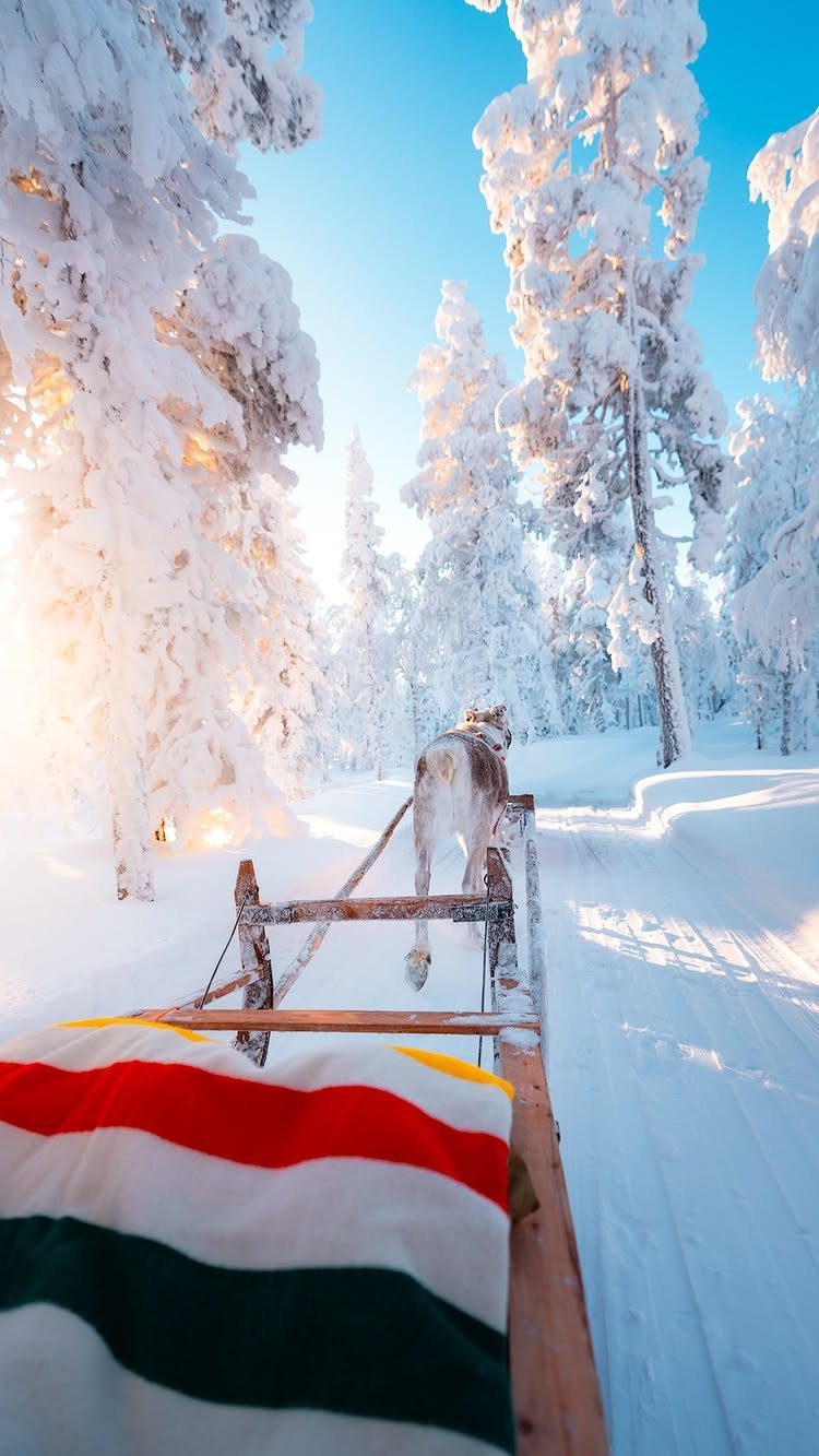 Husky dog pulling a wooden sled through a snowy, sunlit winter forest.