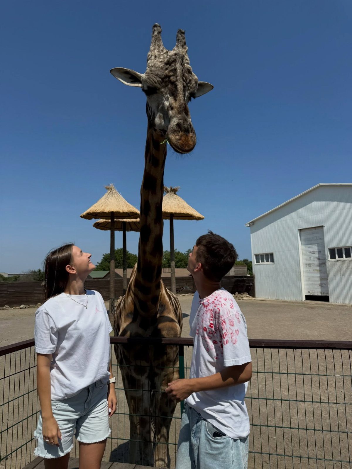 Young couple looking up at a tall giraffe at a zoo or sanctuary.
